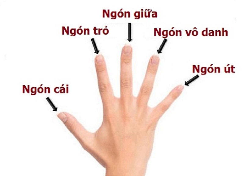 Tên gọi của các ngón tay trên bàn tay