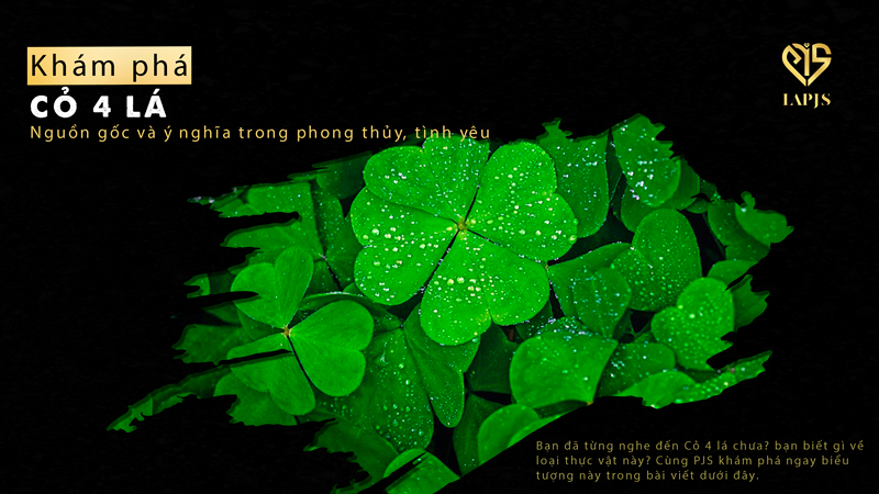 Cỏ 4 lá - Nguồn gốc và ý nghĩa trong phong thủy, tình yêu