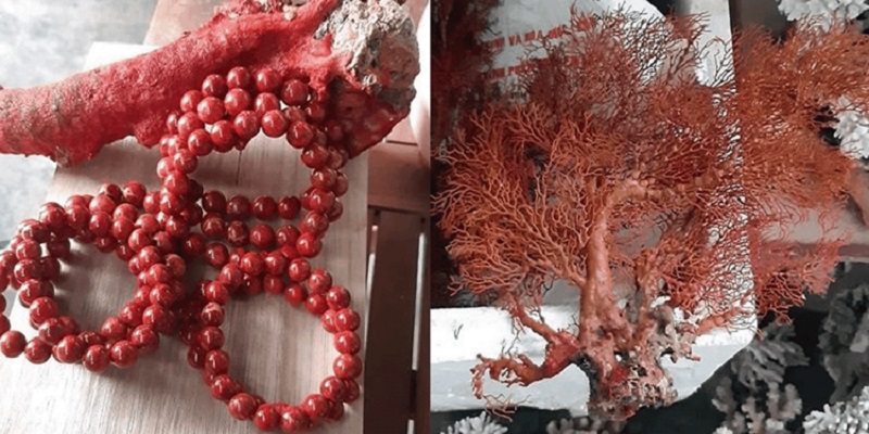 Công dụng của san hô hóa thạch