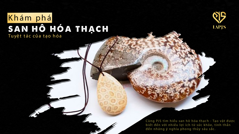 San hô hóa thạch: Tuyệt tác của tạo hóa