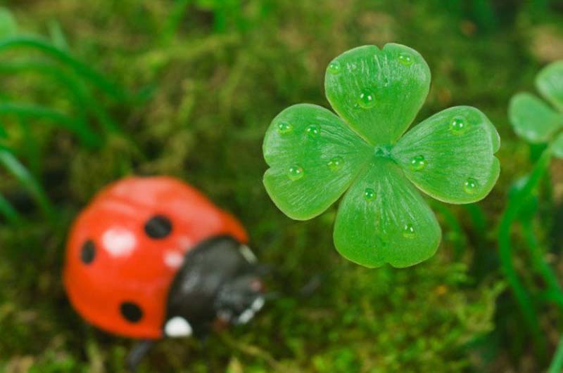 cỏ 4 lá trong văn hóa nhật