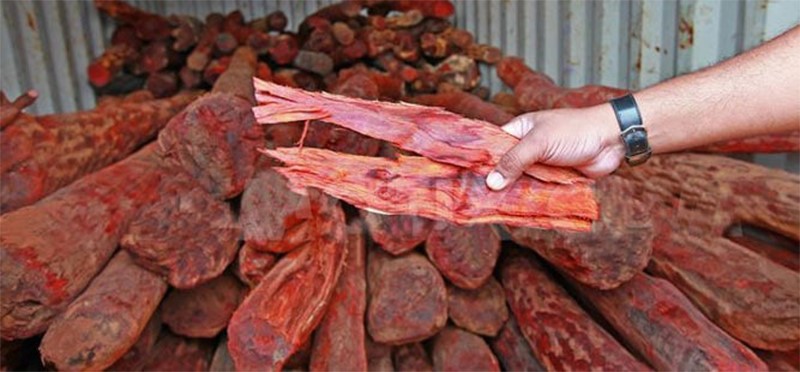 Gỗ Tử Đàn là gì