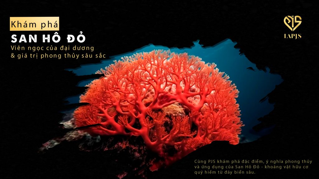 San Hô Đỏ – Viên ngọc của đại dương & giá trị phong thủy sâu sắc
