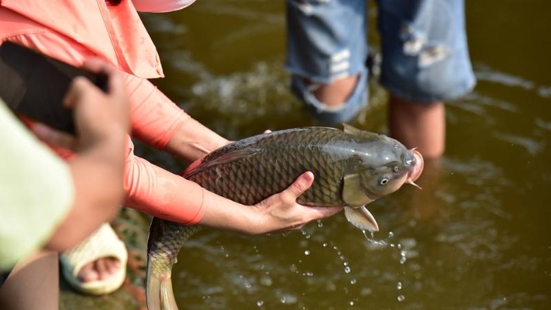 hoạt động phóng sinh để tạo phước